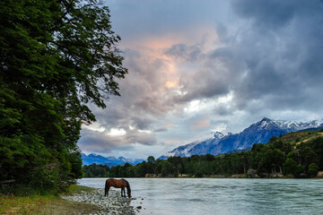 Fototapeta na wymiar Chile, Aysen, Baker River. Horse drinking from the river.
