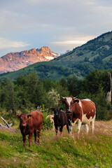 Fototapeta na wymiar Chile, Aysen, Baker River. Cattle grazing in large pastures.