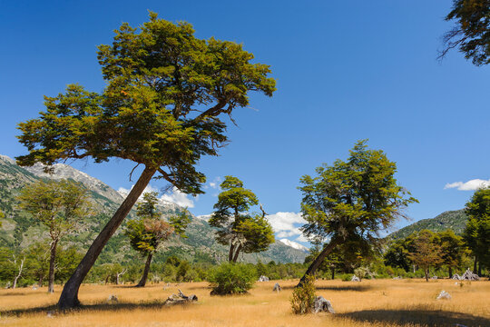 Chile, Aysen, Baker River. Windswept Lenga trees.