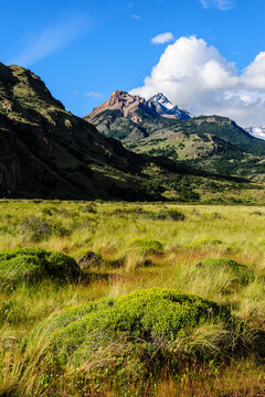 Chile, Aysen, Patagonia National Park, Valle Chacabuco. Landscape view with spiny Neneo plants in the foreground.