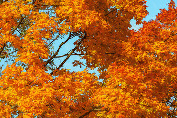 Maple trees in the city park at autumn day.