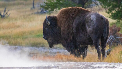 Bison / geothermal steam / wildlife / Yellowstone National Park