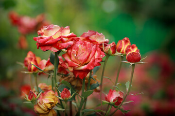 red roses in garden