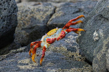 Sally lightfoot crab. Floreana Island, Galapagos Islands, Ecuador.