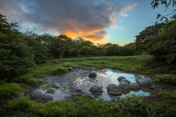 Galapagos giant tortoise gathering in small pond at sunset. Genovesa Island, Galapagos Islands,...