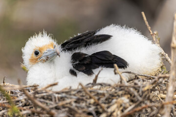 Great frigatebird chick in nest, Genovesa Island, Ecuador.