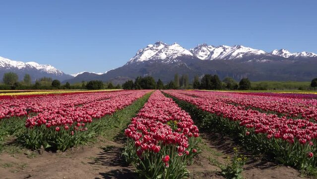 Tulipanes Patagonia, Trevelin Chubut Argentina