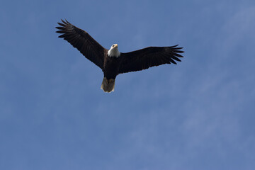 Obraz na płótnie Canvas american bald eagle in flight