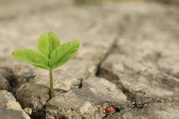 Green seedling growing in dry soil, space for text. Hope concept
