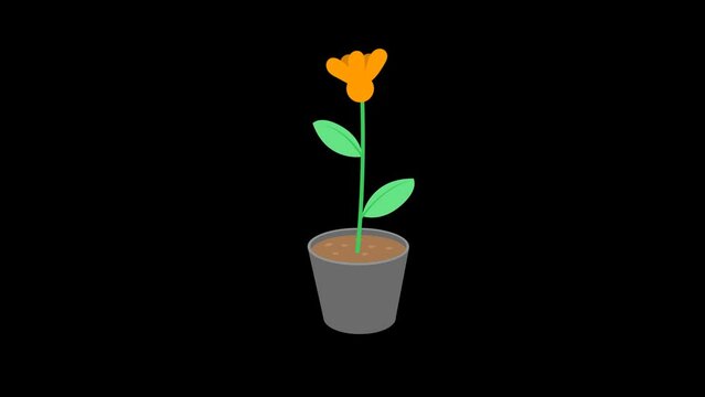 Animation of a flower growing and blooming in a pot