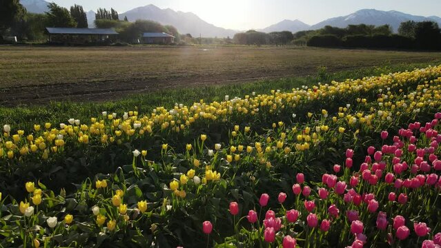Tulipanes Patagonia, Trevelin Chubut Argentina
