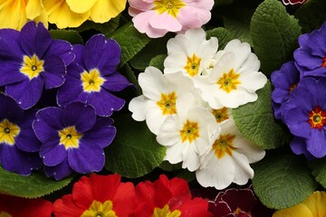 Beautiful primula (primrose) plants with colorful flowers as background, top view. Spring blossom