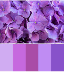 Color palette appropriate to photo of beautiful bright hortensia flowers, closeup