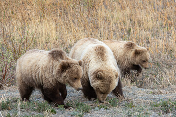 brown bear cubs