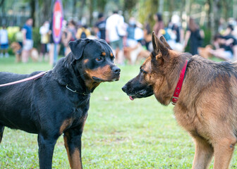 Rottweiler and German Shepherd dog facing each other in a public park. Dog socialising concept.