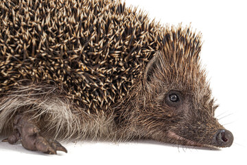 Common hedgehog, or  European hedgehog, also known as the West European hedgehog, lat. Erinaceus europaeus, isolated on white background