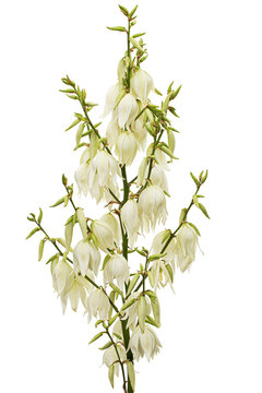 White flowers of yucca, isolated on white background
