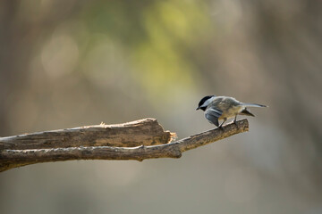Black capped chickadee, Poecile atricapillus, about to take flight on a summer morning in Iowa with blurred background and copy space for text