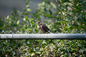 Female house sparrow sitting on a metal fence with green leaf background. This photo was taken outdoors on a summer morning in a backyard in Iowa. 