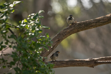 Two male house sparrows perched on separate branches of a lilac tree outdoors on a summer morning in an Iowa backyard. 