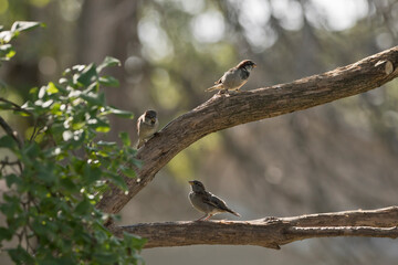 Two male house sparrow and one female house sparrow interacting on lilac tree branches outdoors on a summer morning in Iowa. 