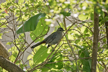 Gray catbird, Dumetella carolinensis, perching in a lilac tree on a late summer morning in Iowa. 