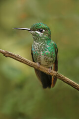 Fototapeta na wymiar Green Crowned Brilliant hummingbird, Costa Rica