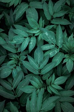 Fototapeta green plant leaves in spring season, green background