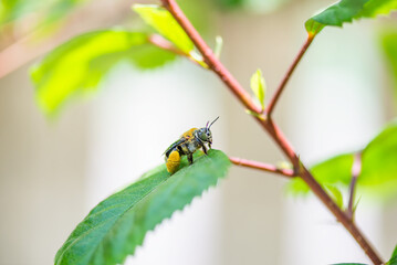 Foto macro de una abeja posada sobre un ahoja