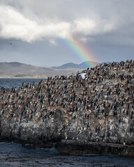 cormorant flok in the beagle channel with a raibow in background