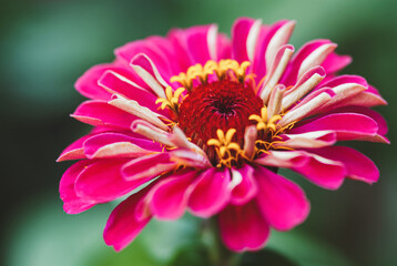 Single zinnia flower in the garden closeup, Zinnia Elegans bloom