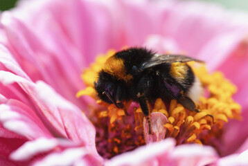 Bumblebee sleeping on pink zinnia flower, Bombus hortorum closeup