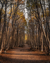Path across the woodland