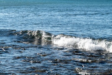 北海道知床の海岸に近寄る鮭の群れ