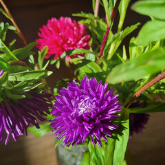 Beautiful, bright, fall flowers of pink and purple asters in green foliage on a dark background in the sunlight