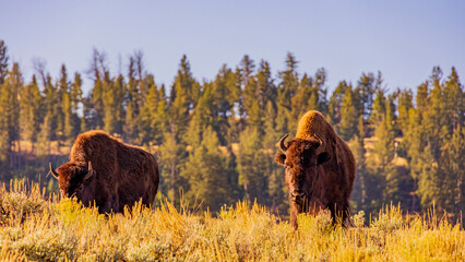 Wild Bison / Lamar valley / morning / Yellowstone National Park
