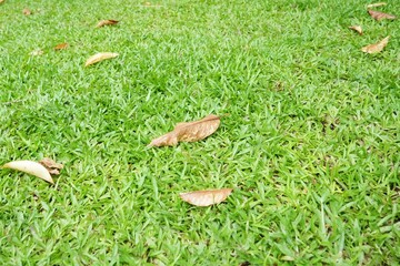 Dry leaves fall in the grass at the park