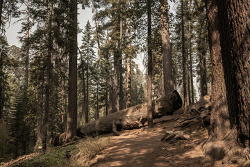 The Fallen Fire Tree Sequoia Trunk