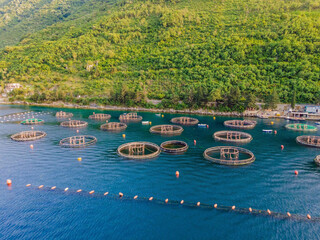 Oyster farm in the Mediterranean. Montenegro, Kotor