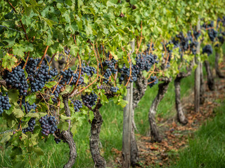 Reife Trauben am Weinstock