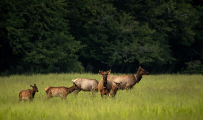 Naklejka na ściany i meble Two Tagged Cow Elk Watch Over Group of Young Elk