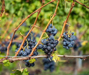 Reife Trauben am Weinstock