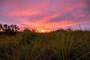 Vibrant Pink Sunset Behind Grasses
