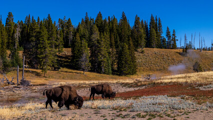 Wild Bison / autumn / Yellowstone National Park