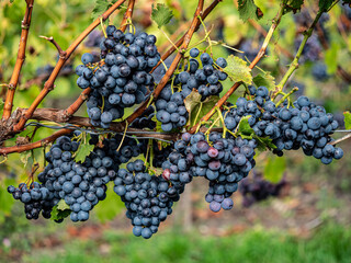 Reife Trauben am Weinstock