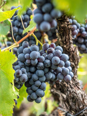 Reife Trauben am Weinstock