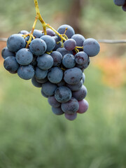 Reife Trauben am Weinstock