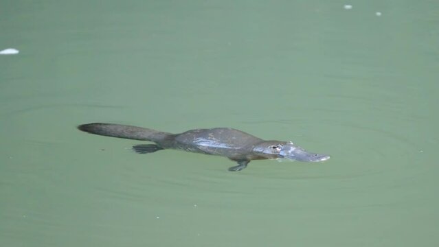a high frame rate clip of a platypus feeding in the broken river at eungella national park of queensland , australia
