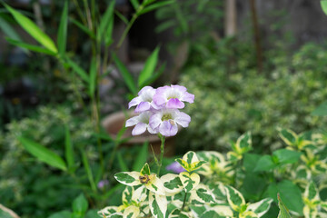 flowers in the garden