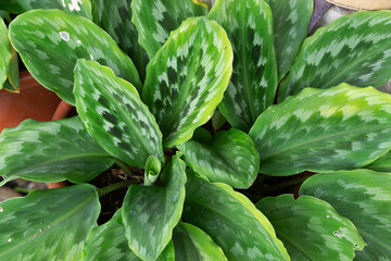 green leaves with droplets